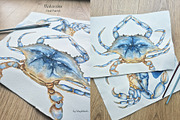 Watercolor Blue Crab Life Cycle Set, an Education Illustration by MayaNavits (Thumbnail 7 of 8)