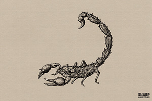 Vintage Scorpion Illustration, an Object Graphic by SharpMarketplace