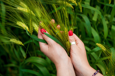 Female hands with red manicure hold ears of wheat, an Industrial Photo by Photostock