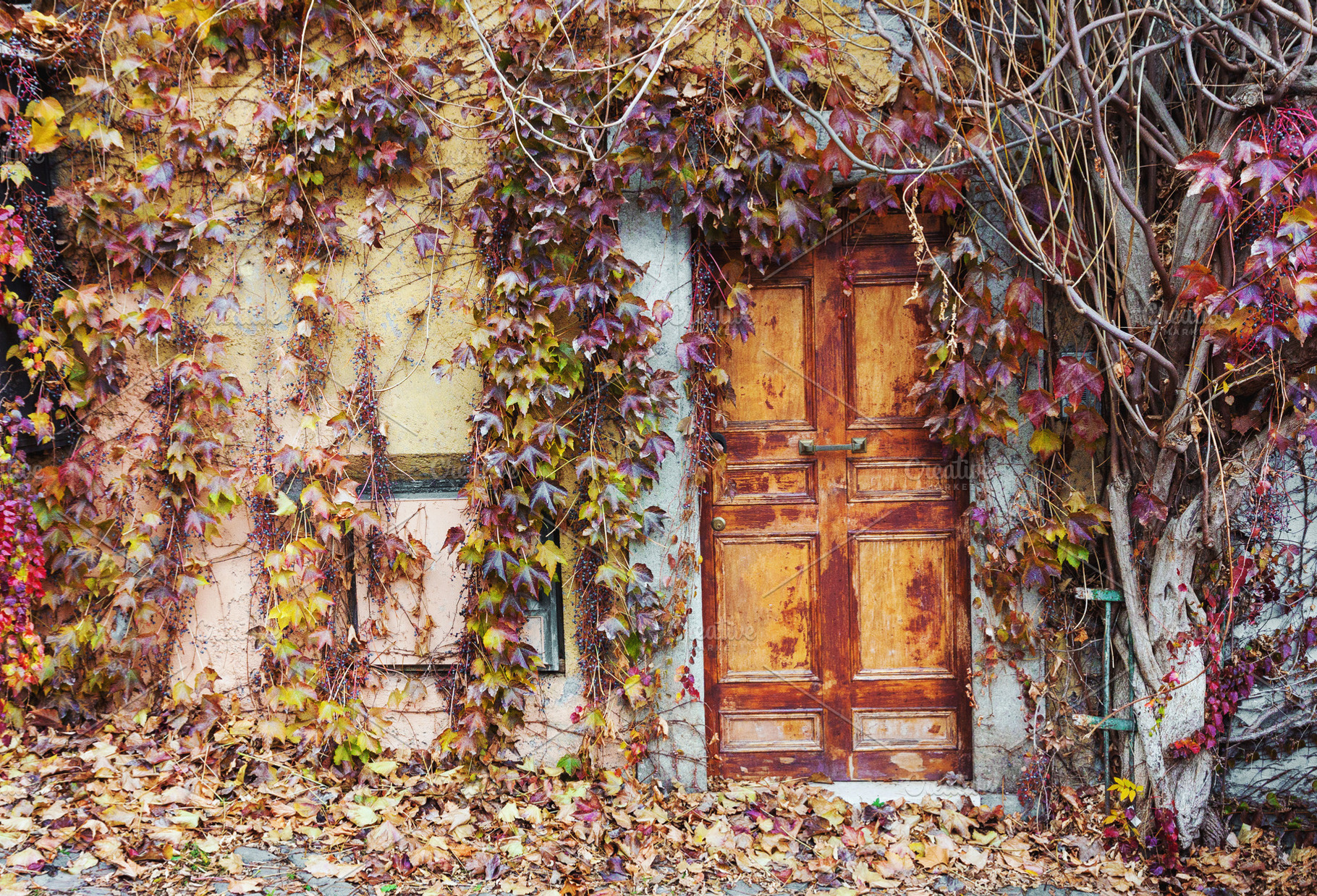 Old doors overgrown with vines, a Nature Photo by BOOCYS
