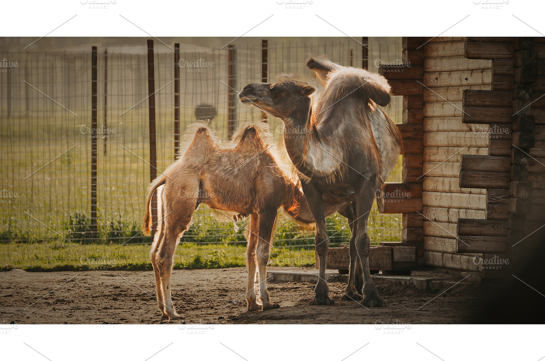 A camel and its calf sharing, an Animal Photo by Our Amazing World