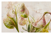 Deli (2) Collection · Textured Bloom, a Decorative Illustration by milatovar (Thumbnail 11 of 16)