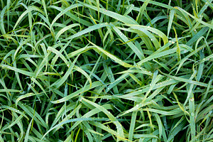 Frosty Grass, a Background Photo by THP Creative