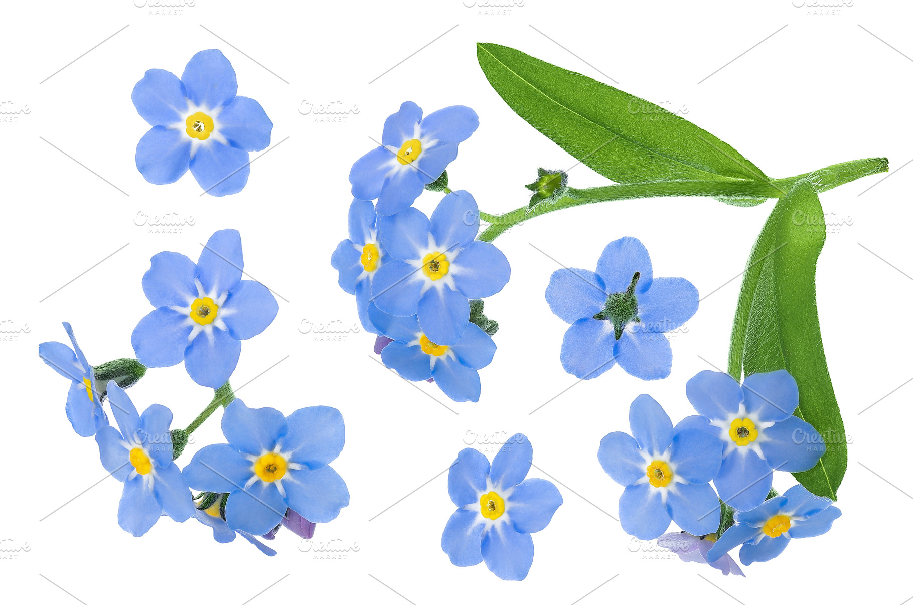 forget-me-not flowers isolated on, a Nature Photo by NataPhoto