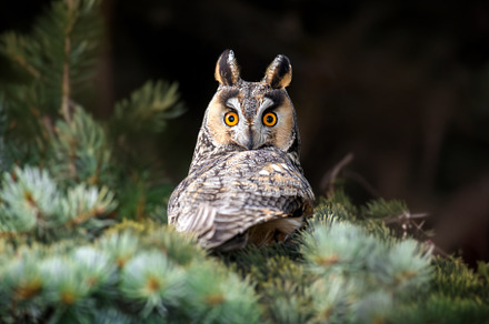 Close young owl sit in a tree and looking on the the camera, an Animal Photo by Byrdyak