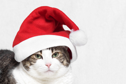 Christmas cat in red santa claus hat containing christmas, cat, and hat, an Animal Photo by david.herraez.calzad