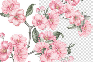 Sakura Cherry Blossom Watercolor PNG