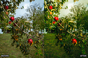 Golden Apple Orchard Presets, a Preset Add-On by AAA Presets (Thumbnail 6 of 14)