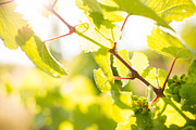 Vine 2 containing vine, woodbine, and woodbind