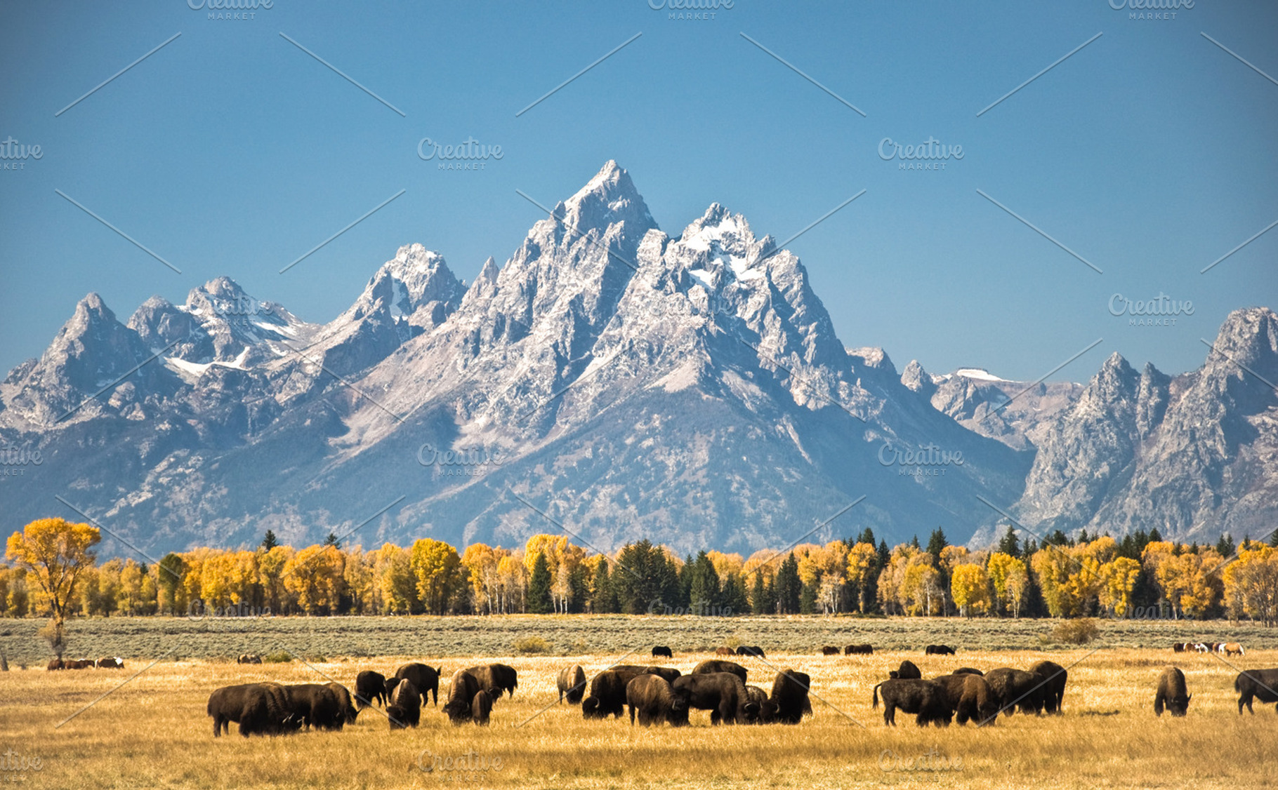 Grand Teton Buffalo
