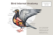 Animal Anatomy Study Pack, an Education Illustration by AnitaPol (Thumbnail 15 of 20)