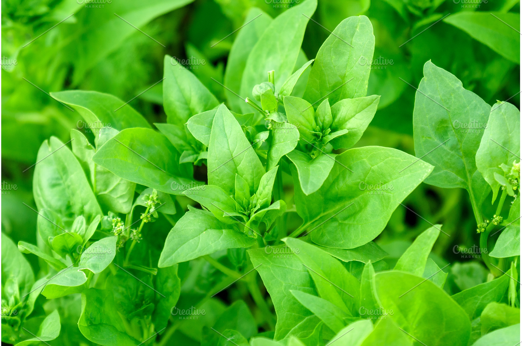 Green spinach growing in the garden, a Food & Drink Photo by darksoul72