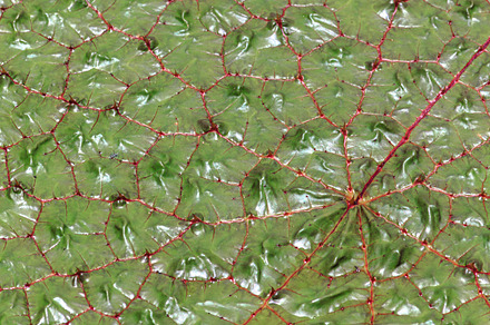 Prickly Lily Leaf Abstract