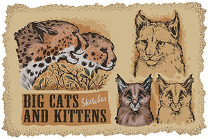 Big Cats. 30 Wild Animals 15 Species