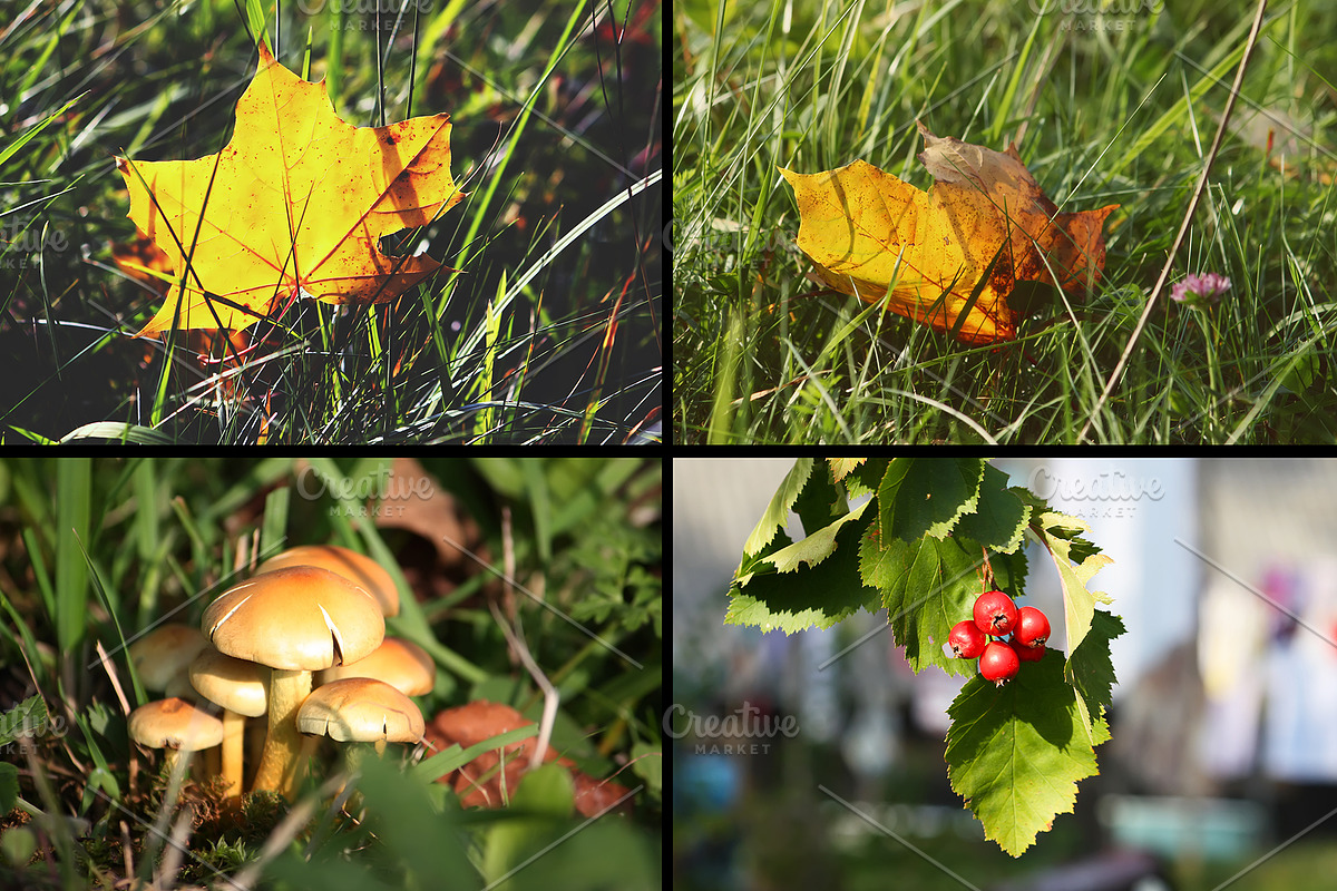 28 autumn nature photo pack, a Nature Photo by pictures for you (Photo 2 of 7)