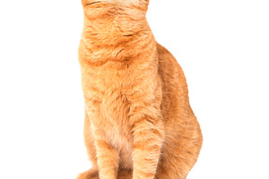 Red domestic cat, an Animal Photo by Vapi