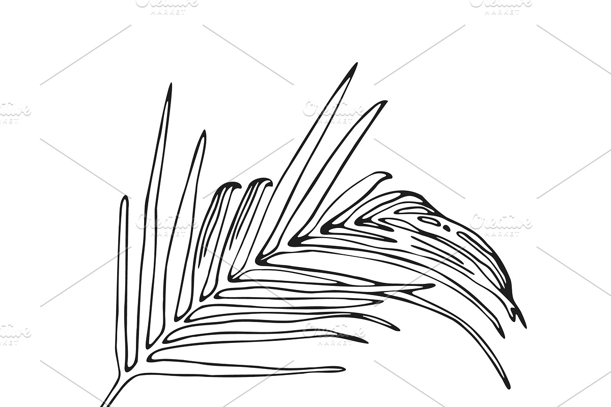 Palm Leaves svg, Botanical png, a Decorative Illustration by Watercolor_Vector Graphic (Photo 9 of 25)