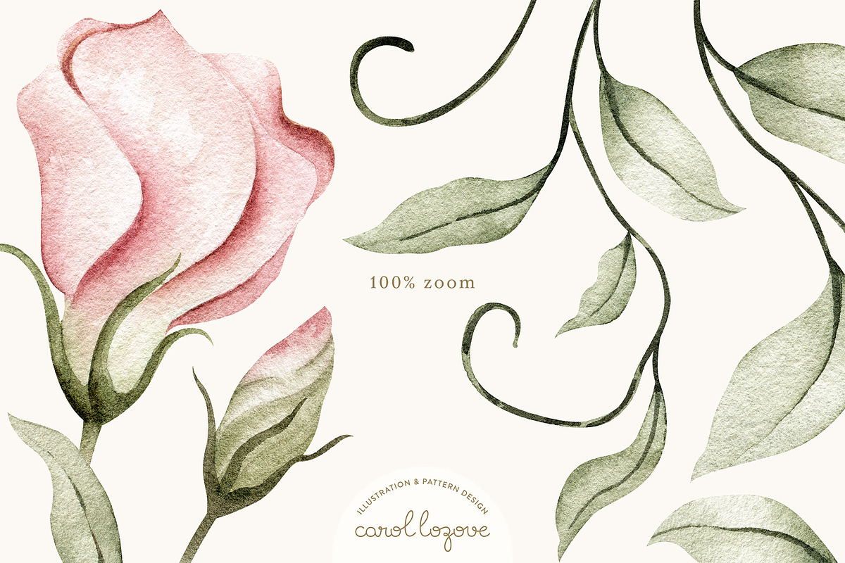 Watercolor Blush Roses Floral Set, a Decorative Illustration by Carol Lozove (Photo 22 of 50)