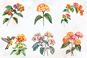 Lantana Flower Watercolor Cliparts, an Illustration by RobertsArt (Thumbnail 2 of 7)