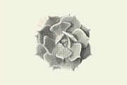 Succulent Halftones, a Texture Graphic by GhostlyPixels (Thumbnail 5 of 13)