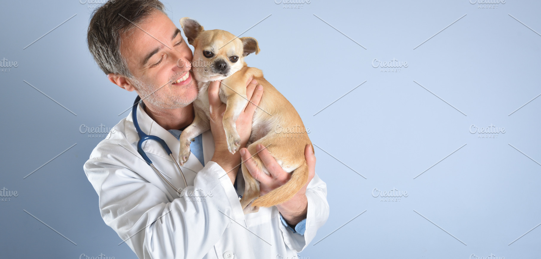 Vet Cuddling Chihuahua With Warm Affection, an Animal Photo by Davizro's Market
