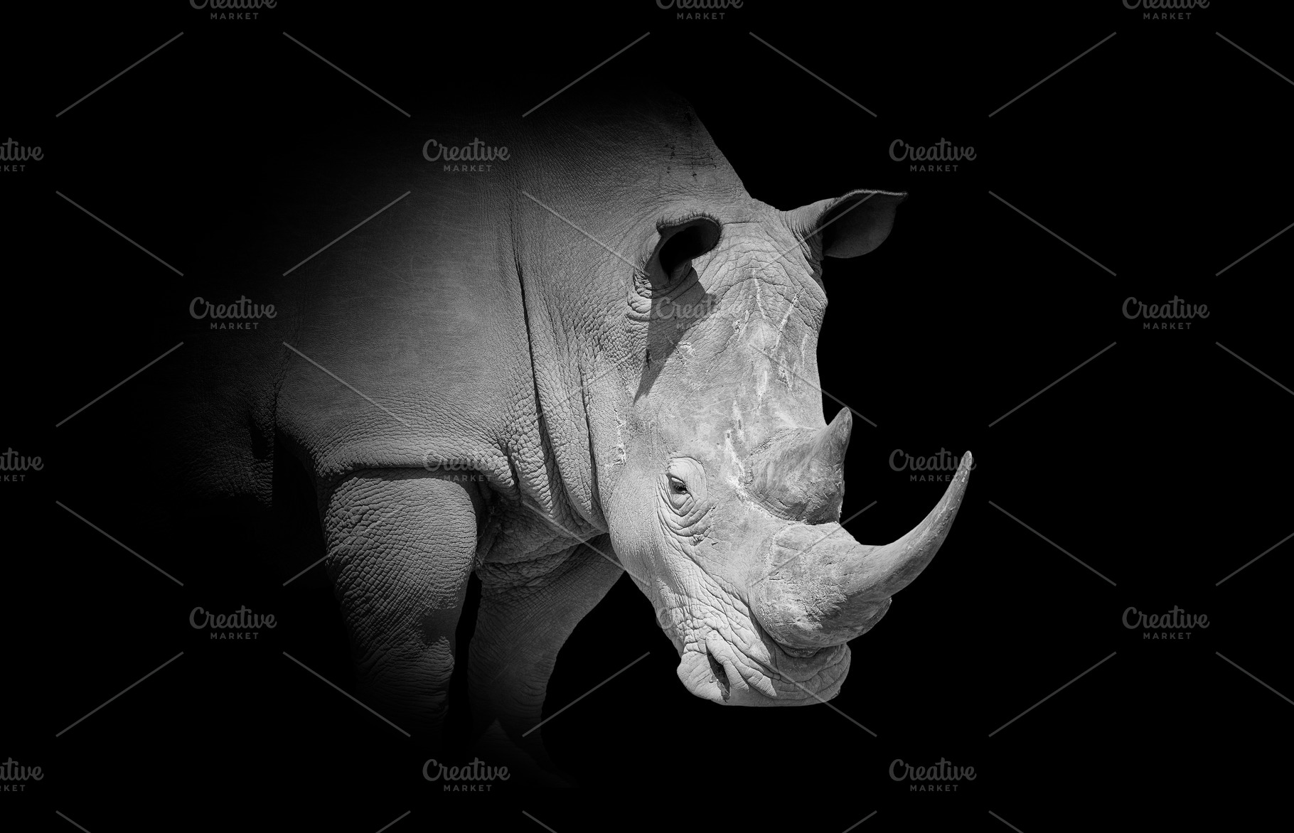 Rhino on dark background, an Animal Photo by Byrdyak