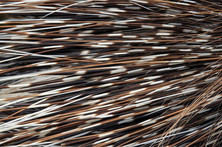 Porcupine skin texture for backgroun, an Animal Photo by Byrdyak