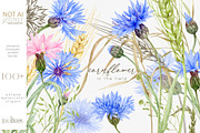Knapweed and wildflowers collection, an Illustration by ReachDreams (Thumbnail 1 of 12)
