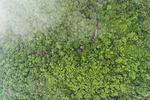 Aerial top view green forest featuring forest, green, and view