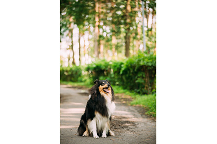 Scottish Rough Long-Haired Collie, an Animal Photo by Our Amazing World