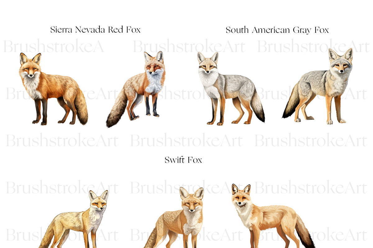 Fox Illustration Clipart, Arctic Fox, an Animal Illustration by BrushstrokeArtGB (Photo 6 of 9)