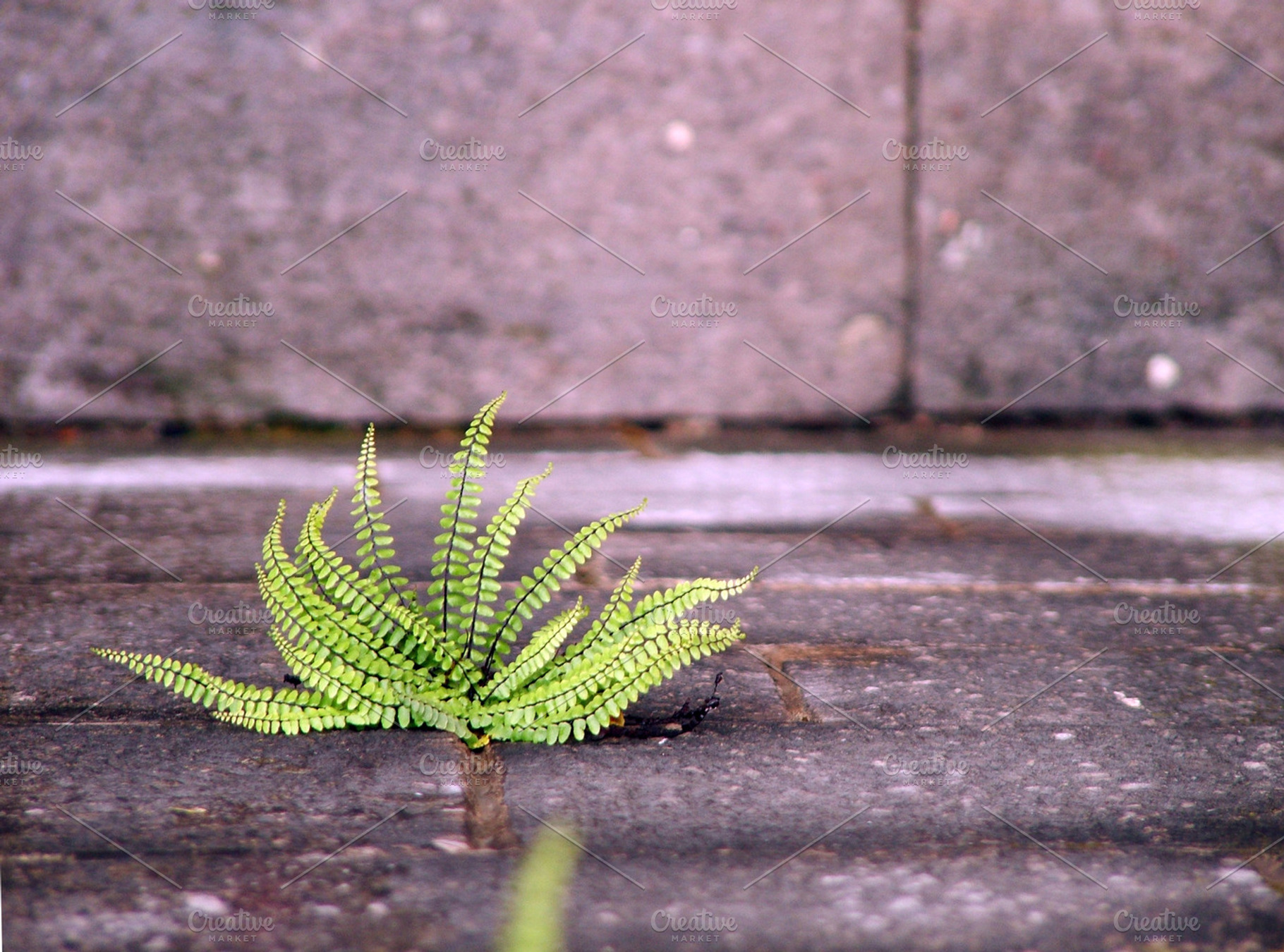 Fern On Stone Stock Photo Containing Nature And Background