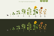 Sunflower Growth Stages Illustration, an Illustration by Ilia Design (Thumbnail 2 of 5)