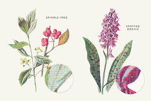 Vintage Flower Illustrations Bundle