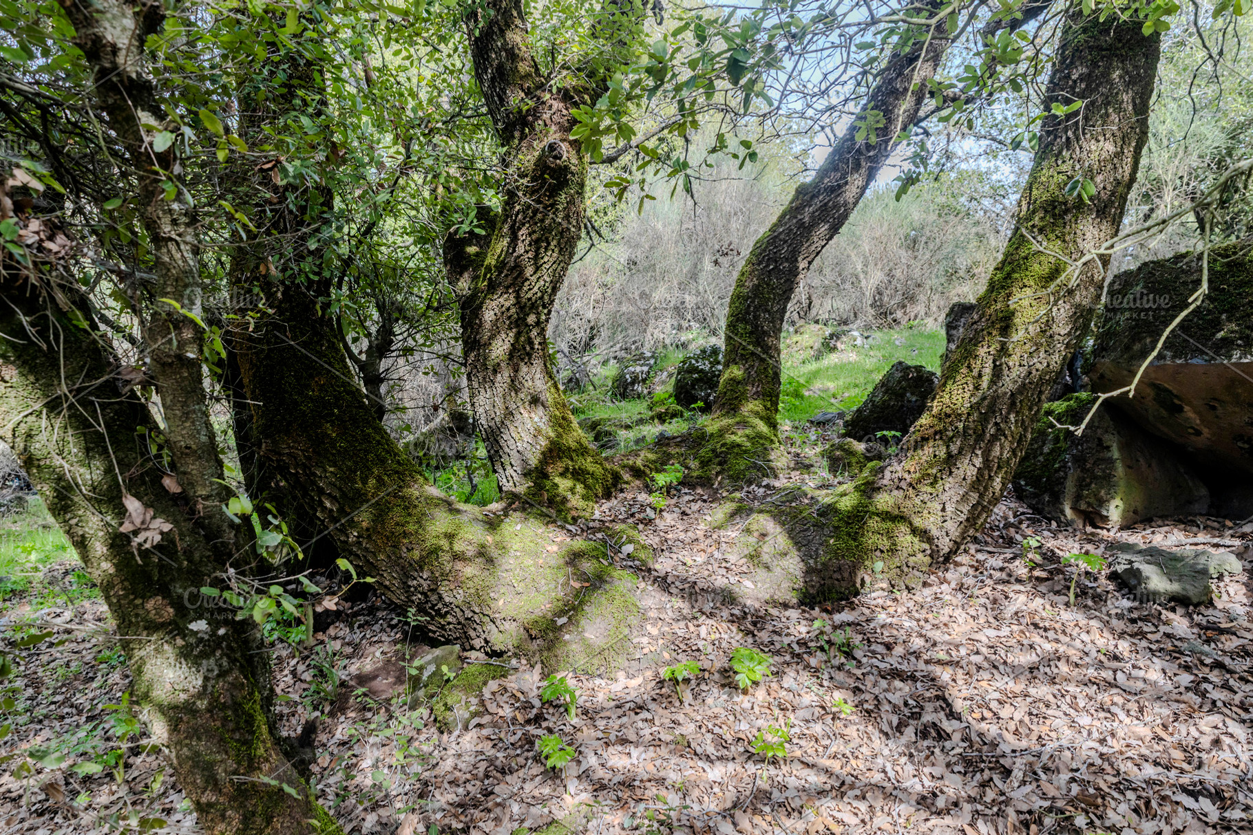 Unusual multi trunk oak tree covered, a Nature Photo by Imaginarium