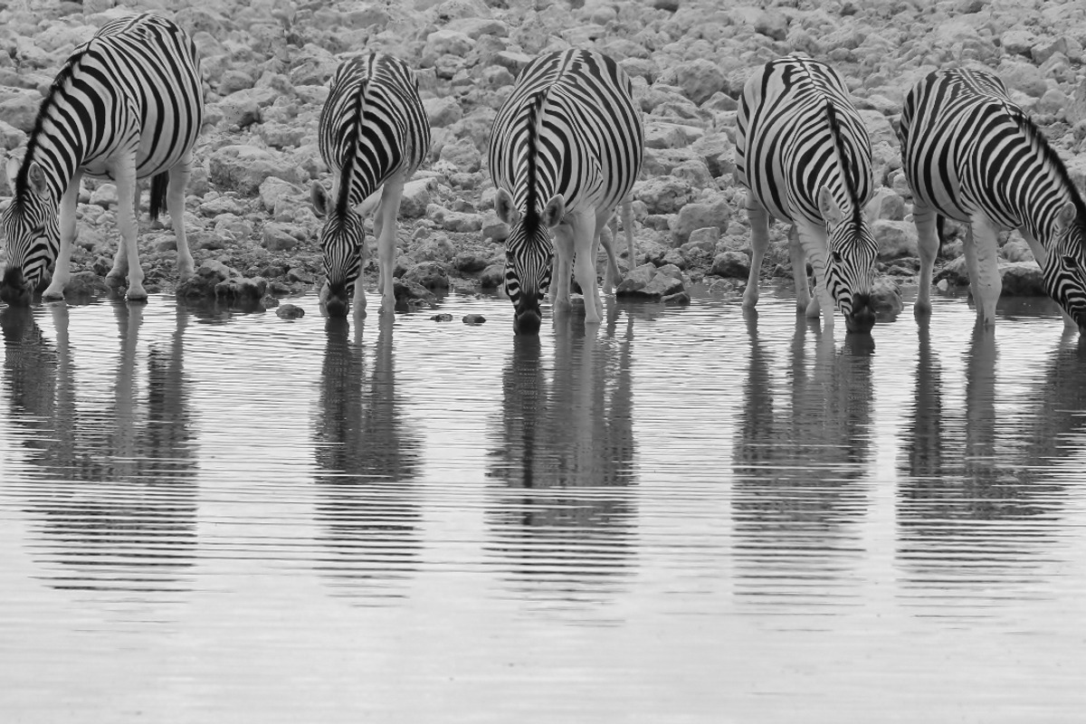Zebra - Reflection of Lines, an Animal Photo by Wildlife Wonder (Photo 1 of 2)