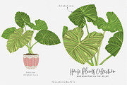 House Plants Collection Set II, a Graphic by SmallHouseBigPony (Thumbnail 8 of 21)