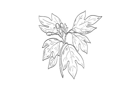 Sassafras Albidum Tree Spice
