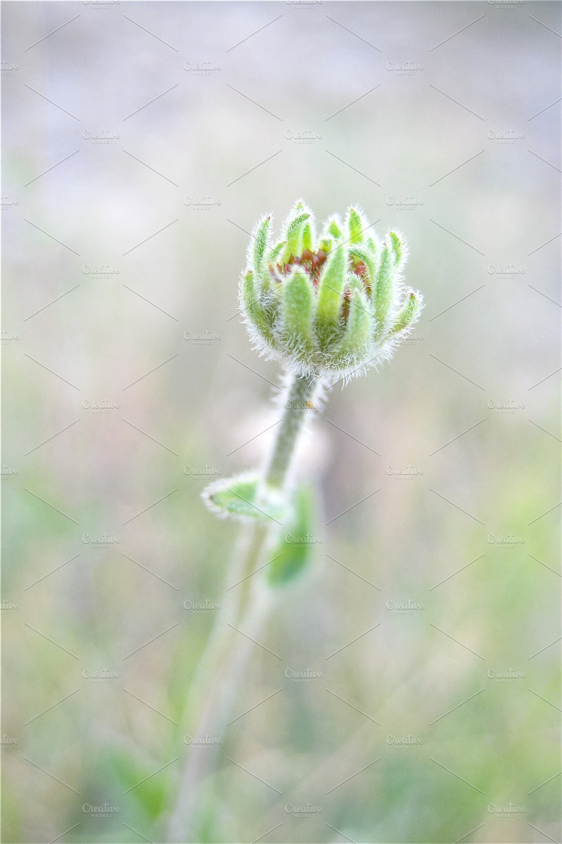 Morning Sprout
