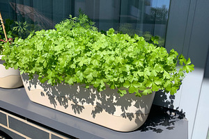 Parsley in a pot on a city balcony.