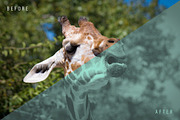 10 Duotone Photoshop Actions, an Action Add-On by P-G-H (Thumbnail 11 of 12)