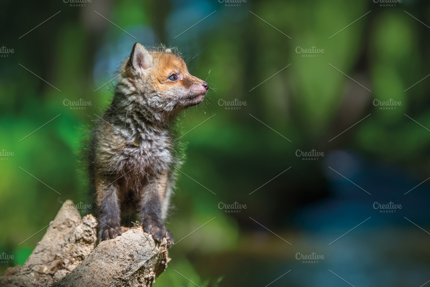 Red fox, vulpes vulpes, small young cub in forest on river backg, an Animal Photo by Byrdyak