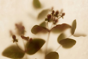 Soft Focus Botanical Silhouette, a Nature Photo by Virgo Studio