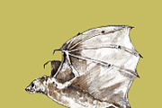 Vampire bats, watercolor/ink/vector, an Animal Illustration by Watercolor_Vector Graphic (Thumbnail 15 of 22)