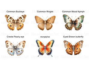 Watercolor Butterfly Species Clipart