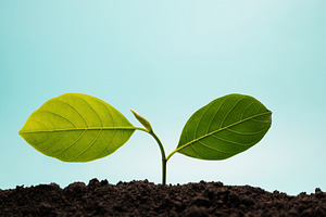 Young green plant growing from soil under blue sky representing, a Photo by salmon.black