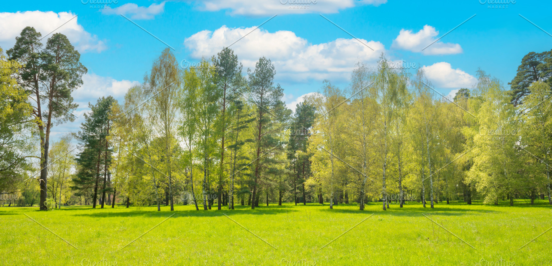 Green park forest with green trees, a Nature Photo by Vapi