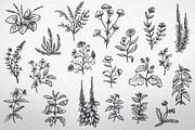 Herbal plants, a Food Illustration by CGterminal (Thumbnail 1 of 2)