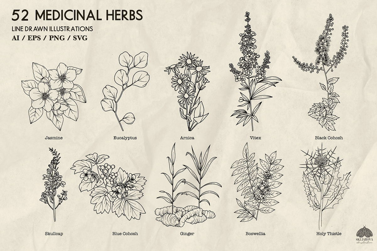 Medicinal Herbs part 2 + Procreate, a Healthcare Illustration by Skliarova (Photo 2 of 6)
