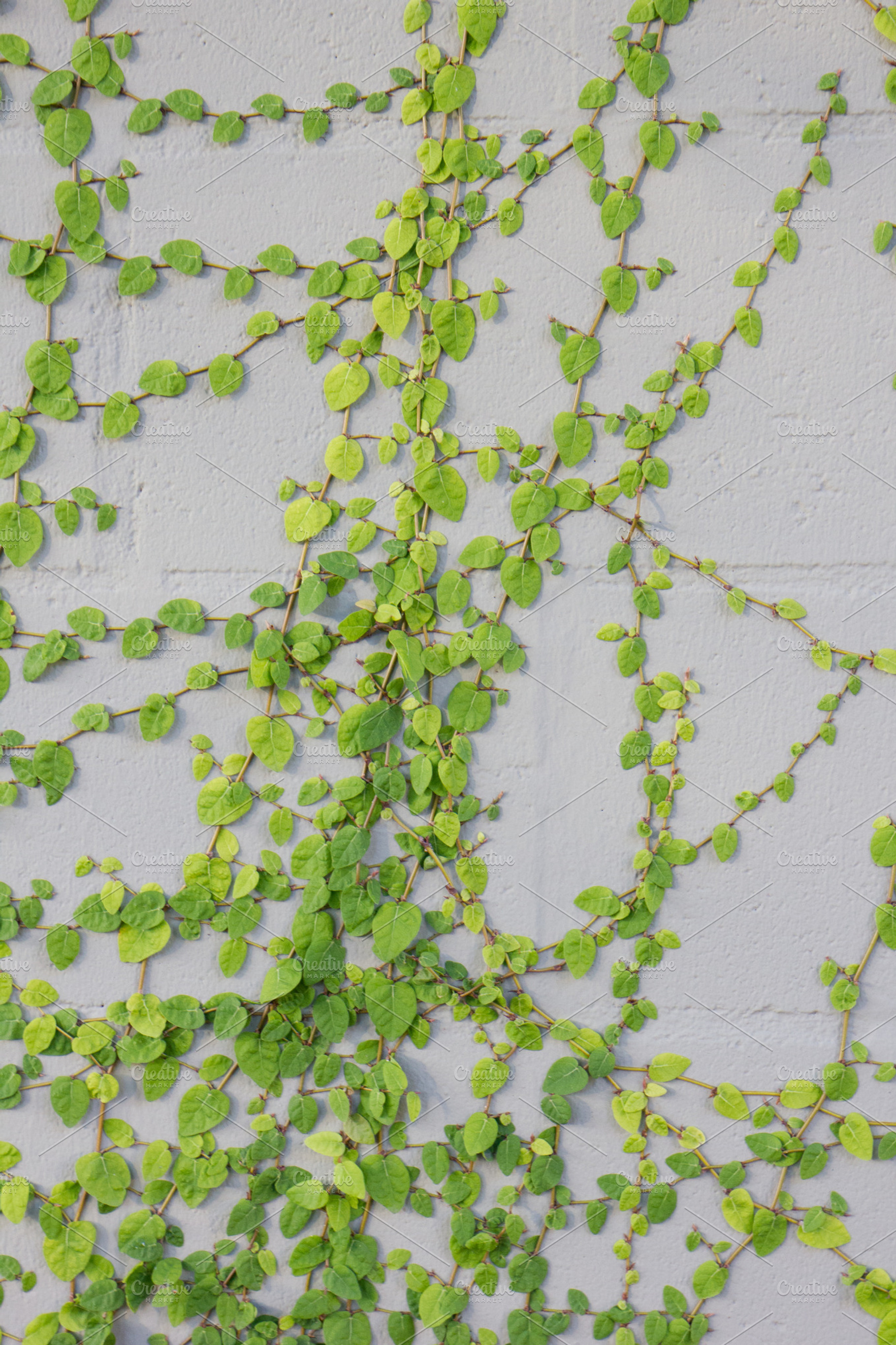 Vines featuring plants, green, and ivy, a Nature Photo by Marsha Abrahams